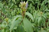 Gentiana axillariflora