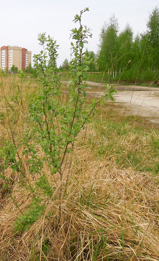 Изображение особи Salix cinerea.