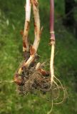 Orobanche pubescens