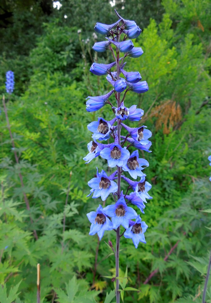 Изображение особи род Delphinium.