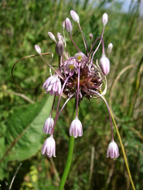 Изображение особи Allium oleraceum.