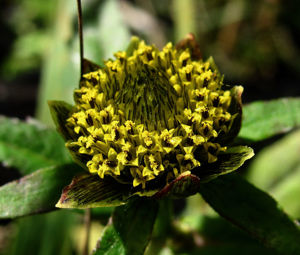 Изображение особи Bidens cernua.