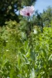 Papaver somniferum. Верхушка растения с цветком и бутонами. Ленинградская обл., Ломоносовский р-н, пос. Дубки, одичавшее на дачном участке. 12.07.2014.