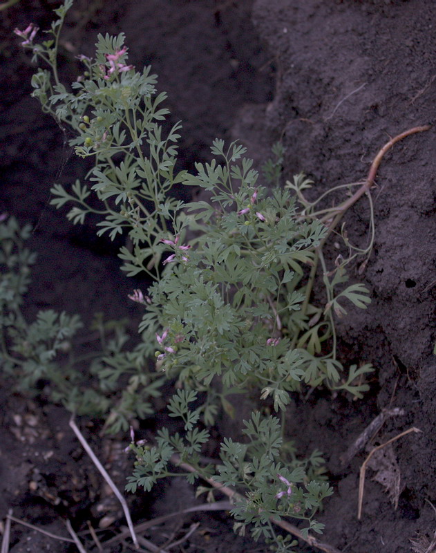 Изображение особи Fumaria officinalis.