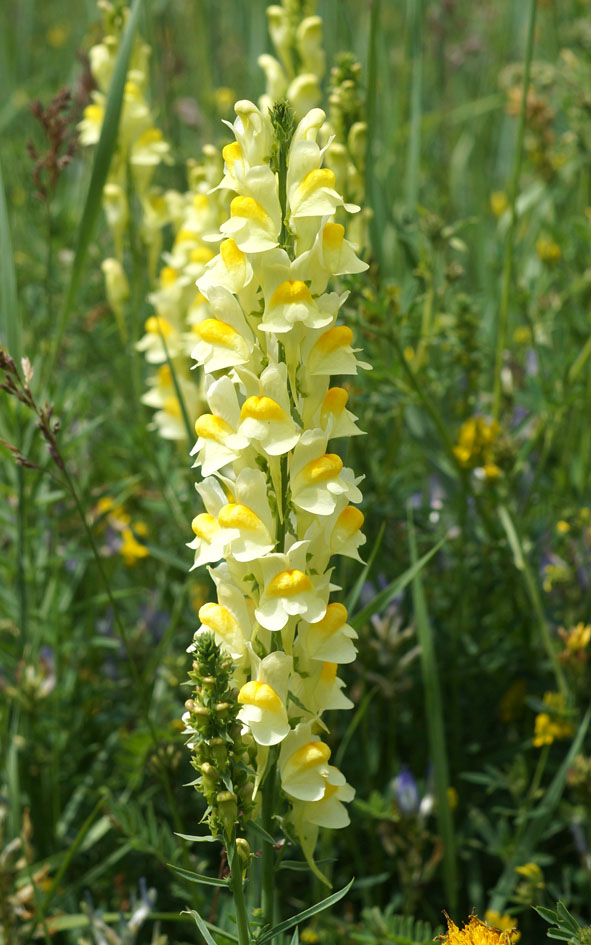 Изображение особи Linaria vulgaris.