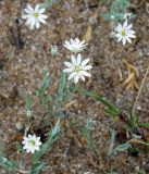 Stellaria dahurica. Побеги с цветками. Иркутская обл., о. Ольхон, окр. пос. Хужир, берег Сарайского залива, песчаный пляж. 01.07.2014.