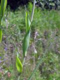 Tragopogon orientalis