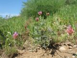 Astragalus schrenkianus