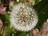 род Taraxacum. Соплодие. Беларусь, Минский р-н, остановочный пункт Зелёное, лужайка между лесом и частным сектором. 28.05.2016.