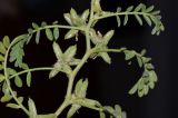 Astragalus tribuloides. Часть побега с соплодиями. Израиль, южная Арава, южные окр. киббуца Элифаз. 08.02.2016.