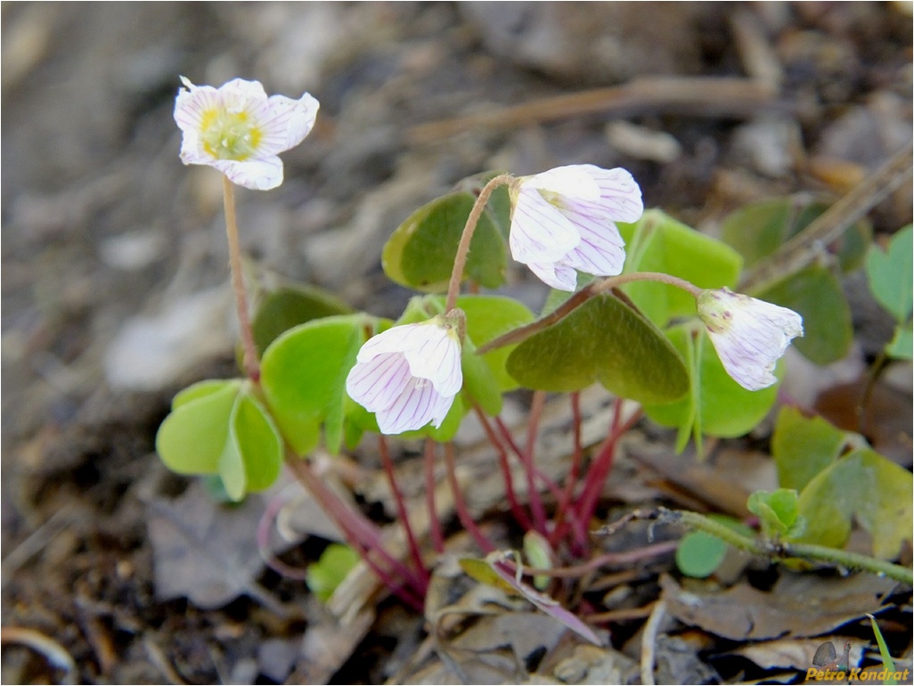 Изображение особи Oxalis acetosella.