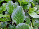 Bergenia purpurascens