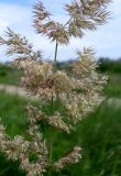 Calamagrostis epigeios. Часть соцветия. Ростовская обл., Азовский р-н, побережье Таганрогского залива в р-не косы Очаковская, у подножия надбереговой террасы. 15.06.2017.