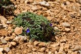 Anchusa cespitosa