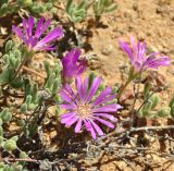 Drosanthemum floribundum