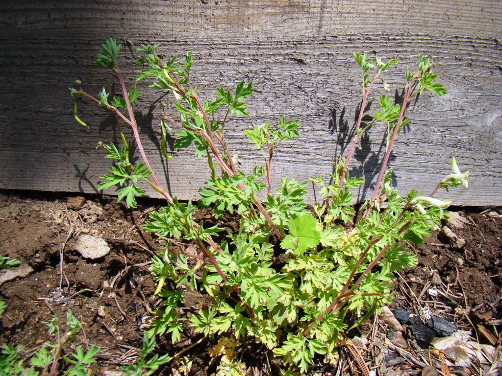 Изображение особи Corydalis capnoides.