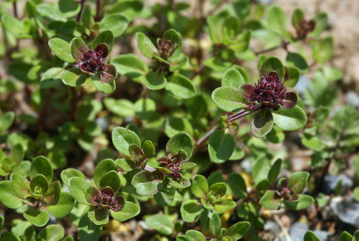 Image of Thymus pulegioides specimen.