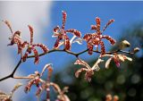 Arachnis flos-aeris. Верхушка соцветия. Малайзия, о-в Калимантан, г. Кучинг, ботанический сад. 12.05.2017.