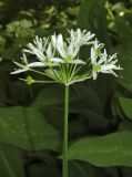 Allium ursinum. Везхушка побега с соцветием. Крым, Симферопольский р-н, окр. с. Кизиловое, на пологом берегу ручья, протекающего через дачный посёлок. 2 мая 2018 г.