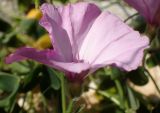 Convolvulus althaeoides