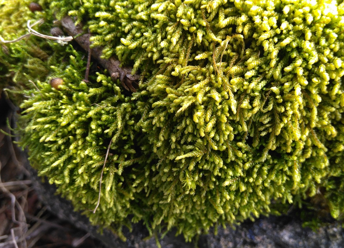 Image of Pterigynandrum filiforme specimen.