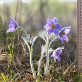 Pulsatilla patens. Цветущее растение. Псковская обл., Себежский р-н, сосновый лес. 30.04.2018.