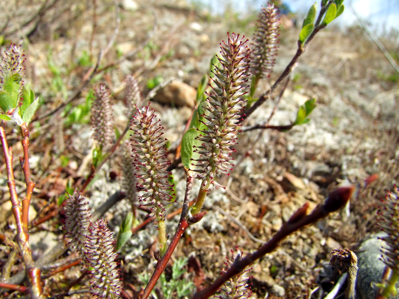 Изображение особи Salix saxatilis.