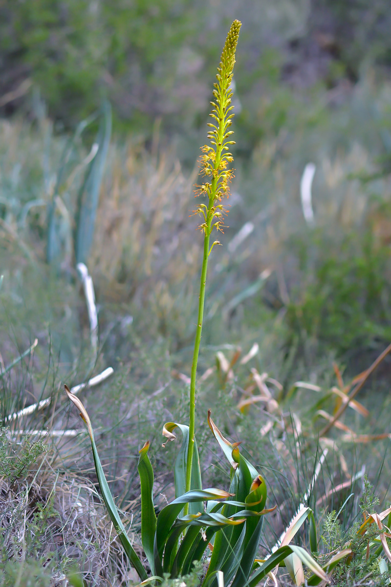 Изображение особи Eremurus fuscus.