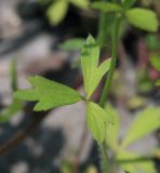 Ranunculus chinensis