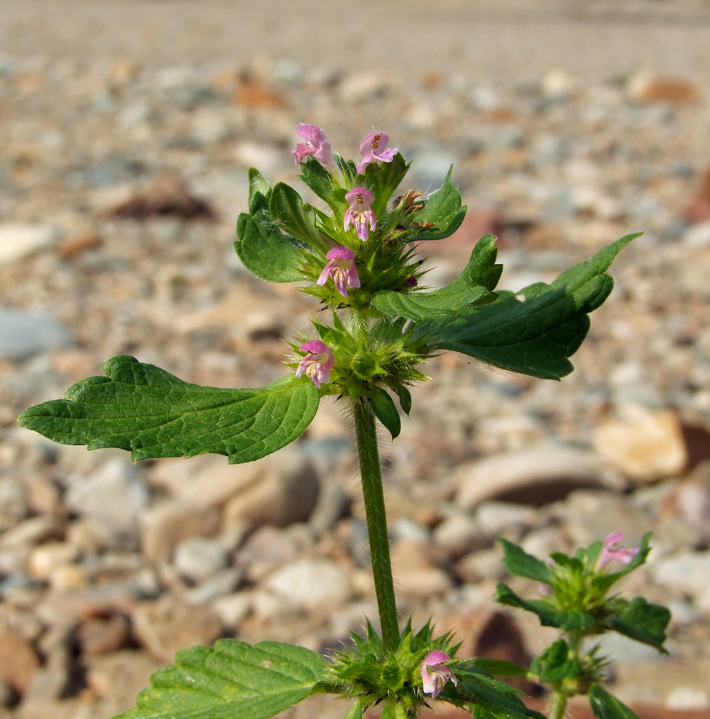 Image of Galeopsis bifida specimen.