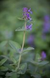 Nepeta mussinii