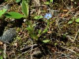 Gentiana pseudoaquatica