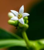 Morinda citrifolia. Цветок. Израиль, Шарон, г. Тель-Авив, ботанический сад университета. 22.10.2018.