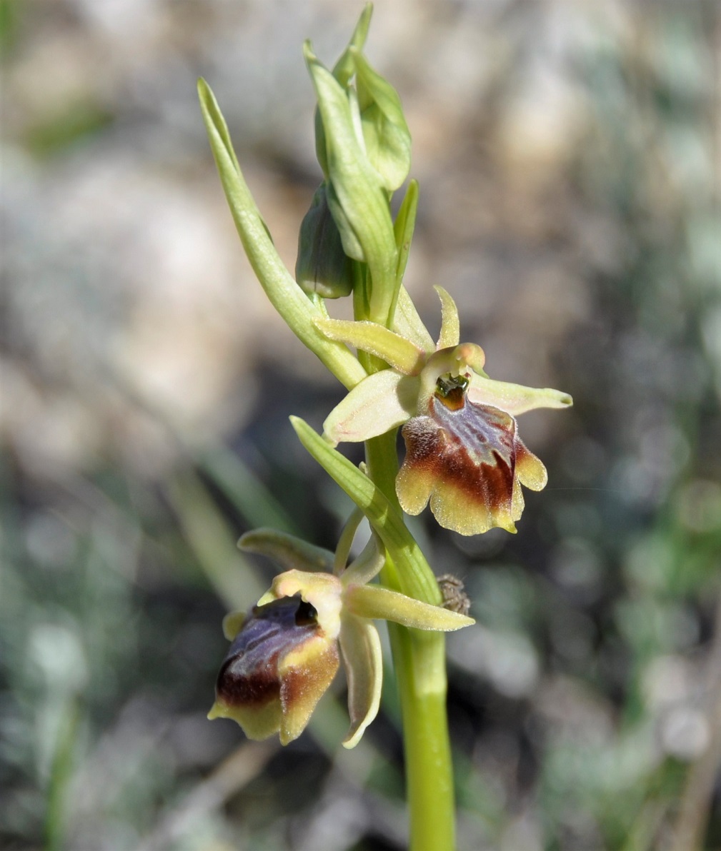 Изображение особи Ophrys alasiatica.