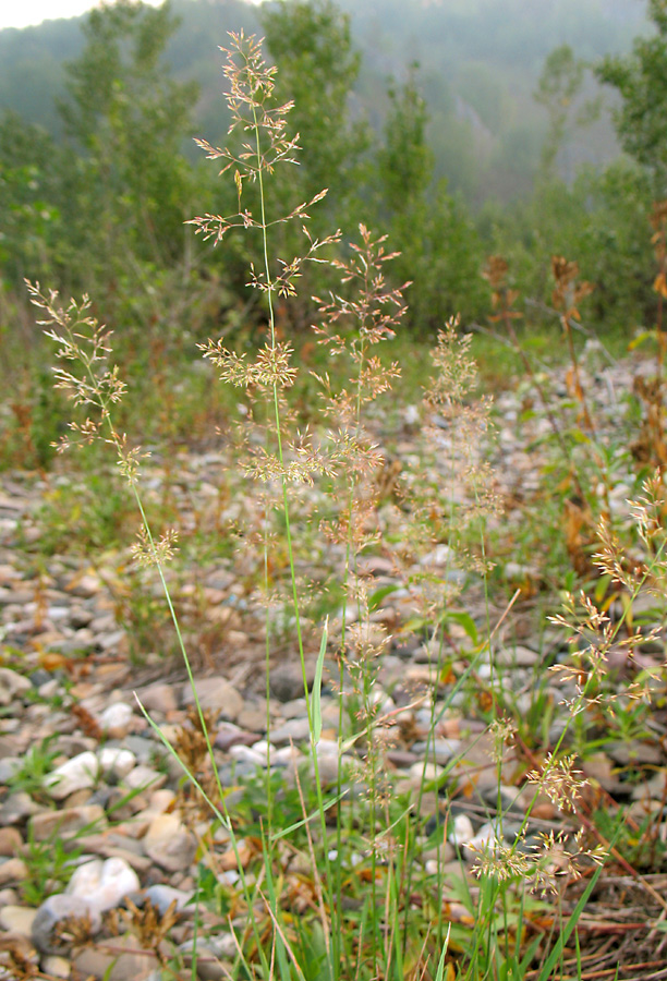 Изображение особи род Agrostis.