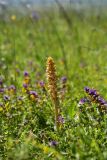 Orobanche bartlingii. Цветущее растение на сухом низкотравном лугу на известняках. Ленинградская обл., Ломоносовский р-н, Кирхгофские высоты. 03.07.2010.