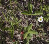 Fragaria viridis