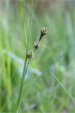 Carex adelostoma. Верхушка плодоносящего растения. Карелия, Лоухский р-н, берег оз. Кукас, сосновый лес. 25.07.2020.