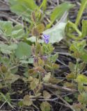 Glechoma hederacea