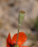 род Papaver