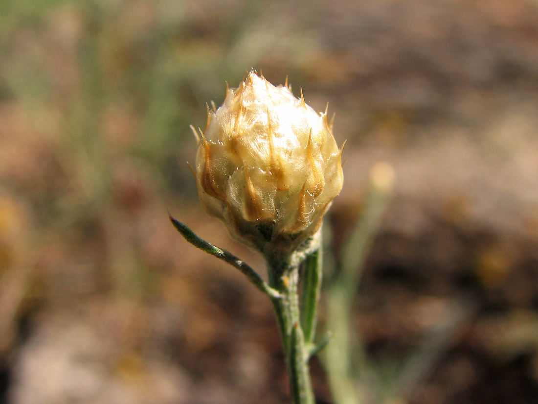 Image of Centaurea pseudoleucolepis specimen.