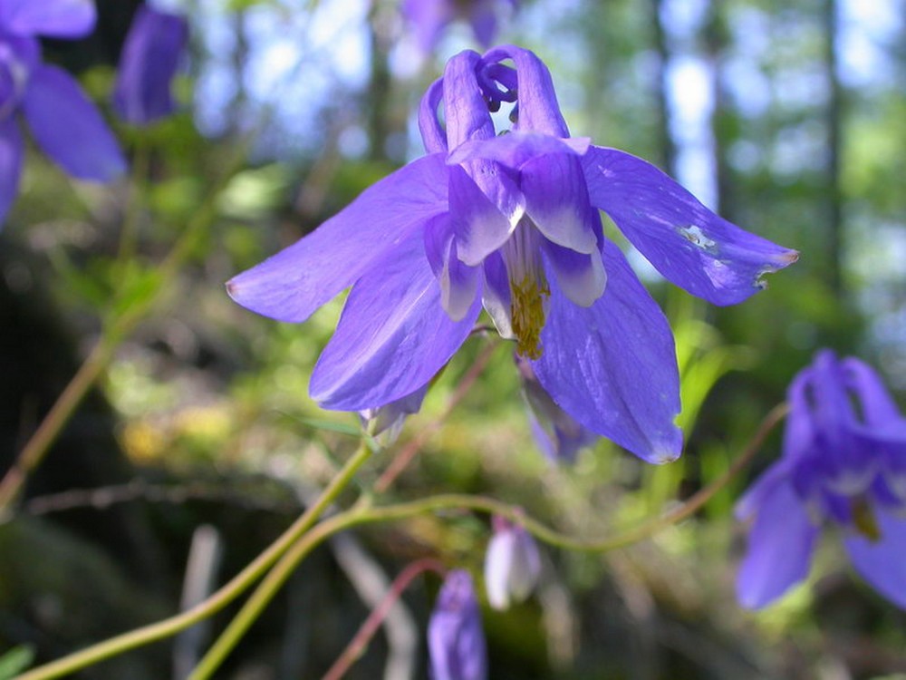 Изображение особи Aquilegia amurensis.