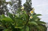 Plumeria rubra variety acutifolia