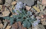 Cysticorydalis fedtschenkoana. Цветущее растение. Киргизия, Ошская обл., Памир, Заалайский хр., гребень пика Петровского, ≈ 4000 м н.у.м., каменистый склон. 05.07.2022.