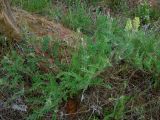 Oxytropis pilosa