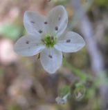 Minuartia uralensis. Цветок. Бурятия, р. Джида, окр. дер. Михайловка. 15.07.2009.