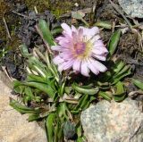 Taraxacum lilacinum