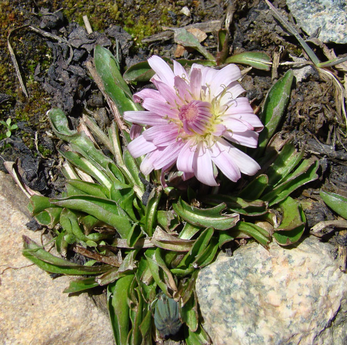 Изображение особи Taraxacum lilacinum.