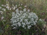 Teucrium capitatum