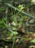 Arabidopsis thaliana